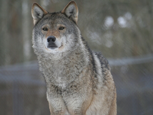 Ähtärin eläinpuistossa kuvattuja eläimiä