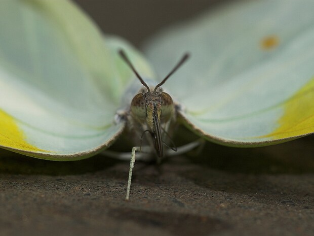 Hyönteisiä ja muita pieneläimiä