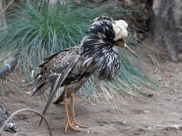 Korkeasaaren eläinpuistossa kuvattuja eläimiä.